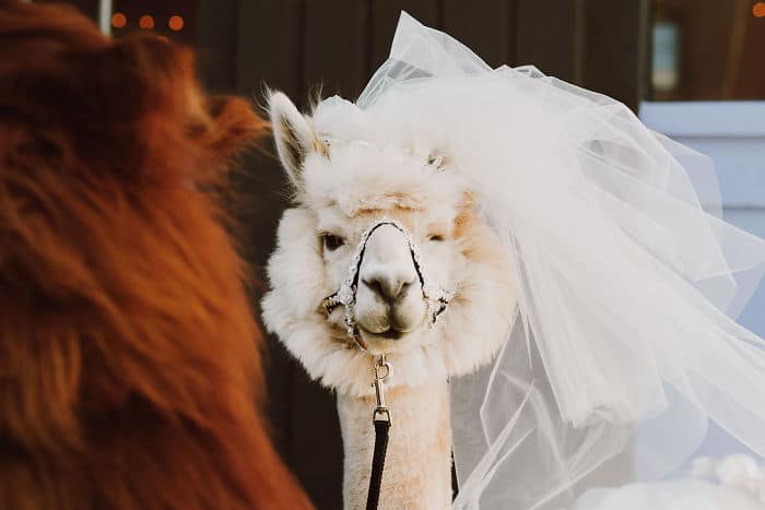 Wedding Llamas at Oaks Pioneer Church